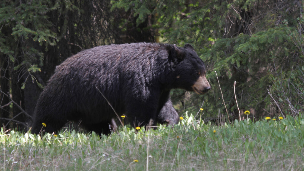 Top 5 Reasons to Hunt Black Bear in SK - Featured Image