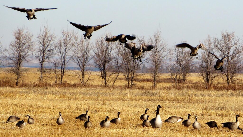 Top 5 Reasons to Hunt Waterfowl in SK - Featured Image