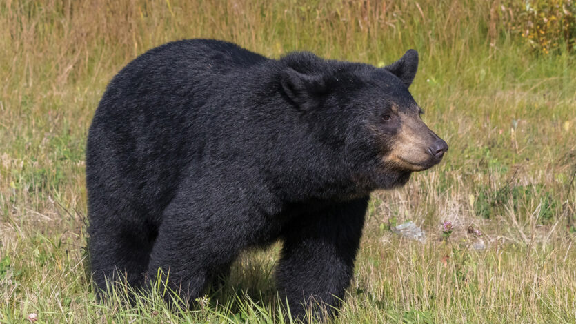 Advice for the First Time Black Bear Hunter in Saskatchewan - Featured Image