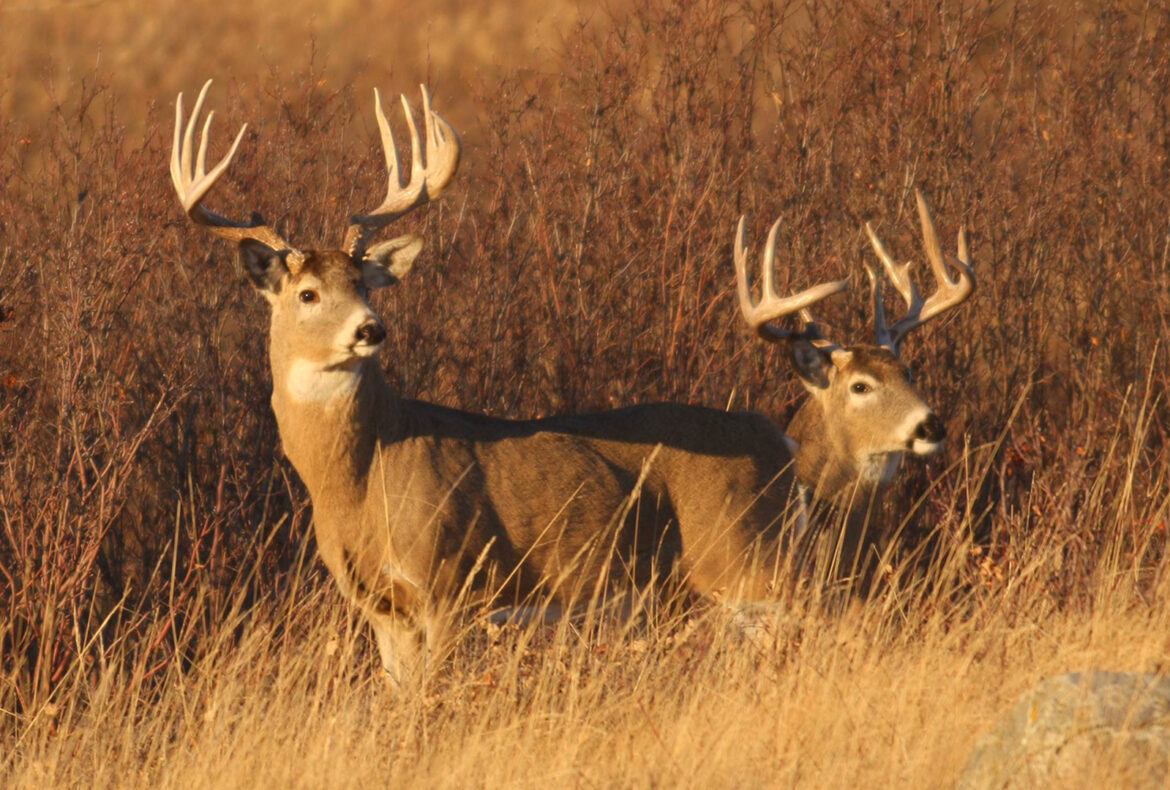 Advice for the First Time Deer Hunter in Saskatchewan - Featured Image
