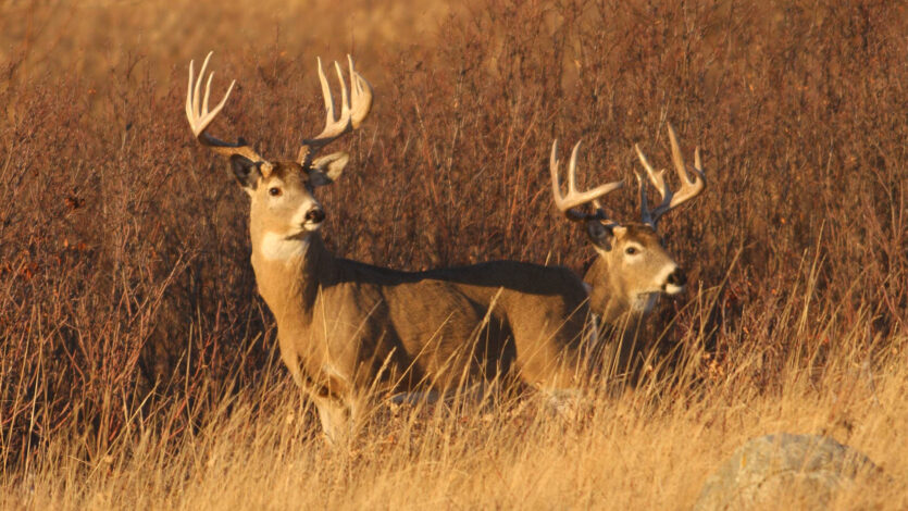 Advice for the First Time Deer Hunter in Saskatchewan - Featured Image