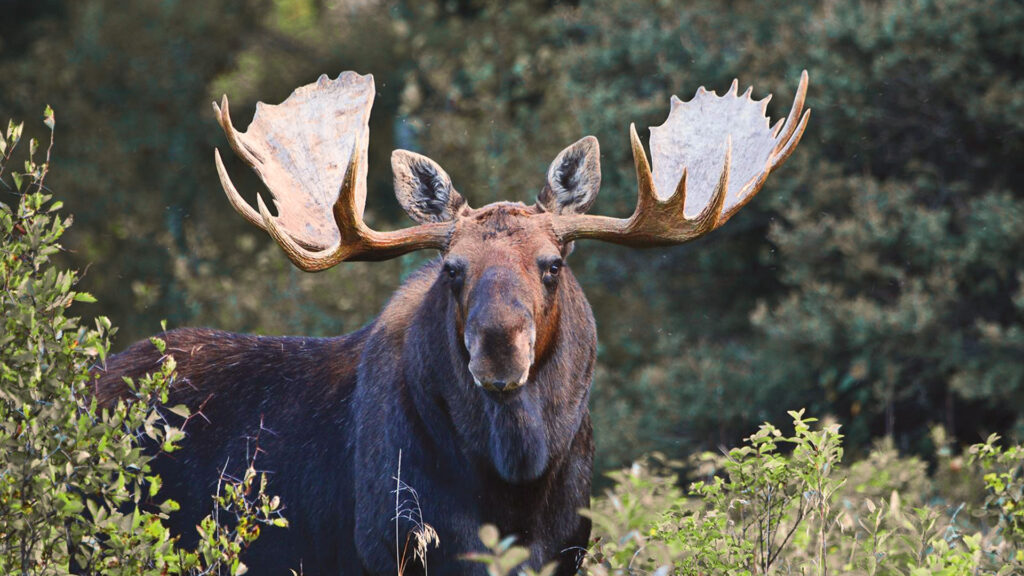 Advice for the First Time Moose Hunter in Saskatchewan - Featured Image