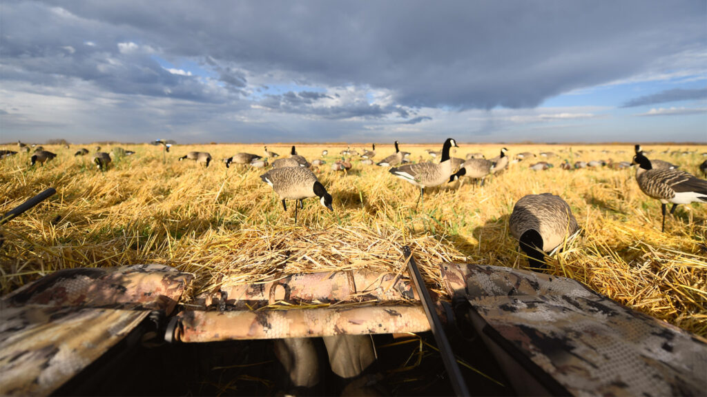 What to expect on a Saskatchewan Waterfowl Hunt - Featured Image
